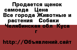 Продается щенок самоеда › Цена ­ 15 000 - Все города Животные и растения » Собаки   . Челябинская обл.,Куса г.